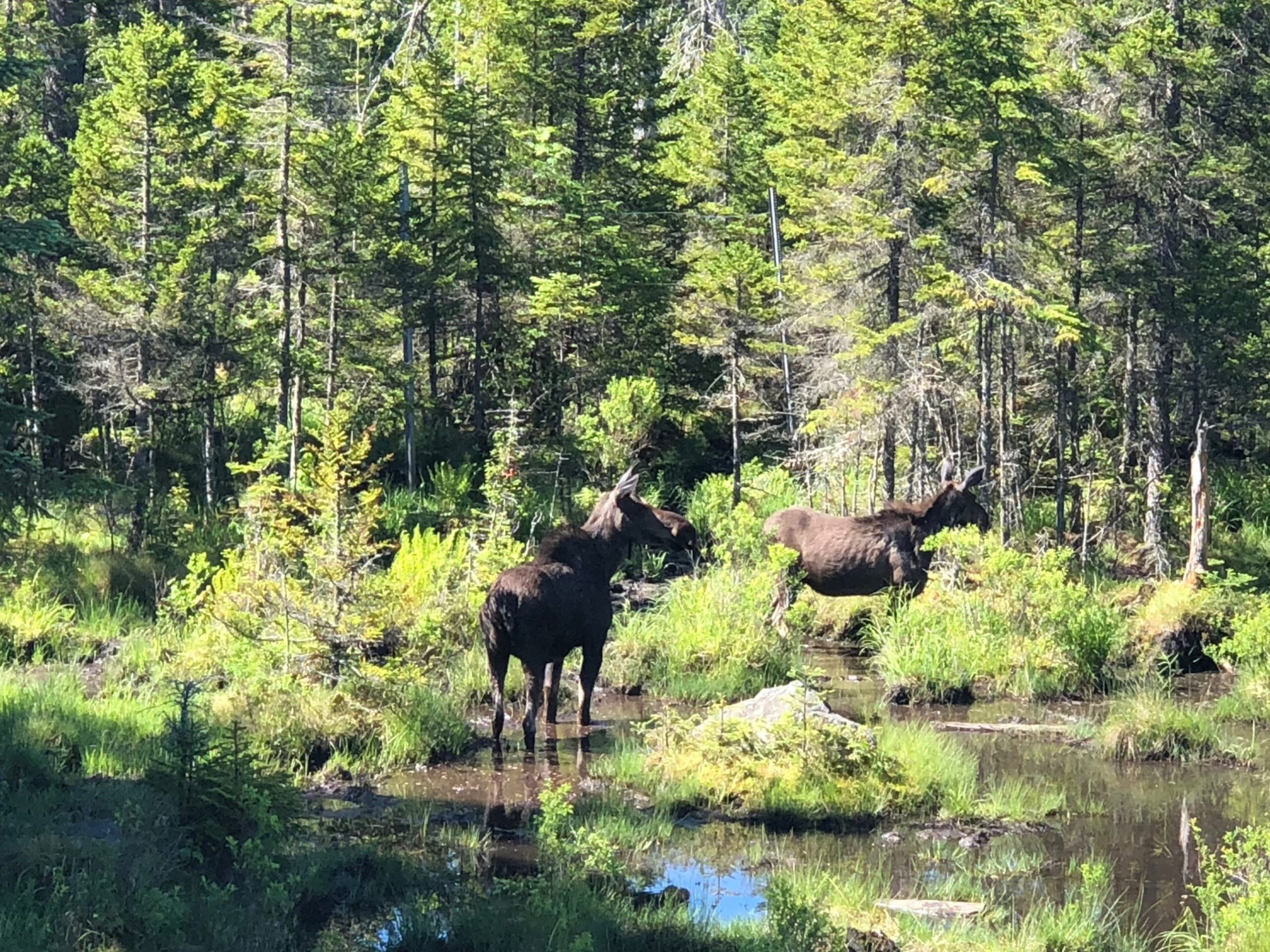 Wildlife